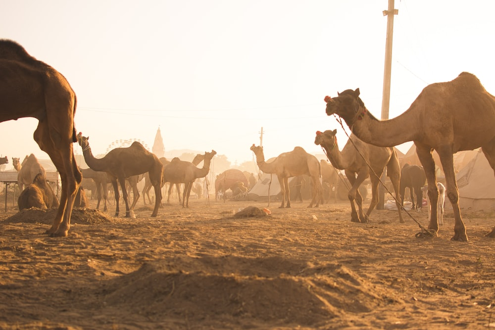 A camel herd in Somalia